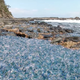 Imagen para el artículo titulado Lo que cubre esta playa no es plástico, sino miles de organismos tan tóxicos que se conocen como terrores flotantes